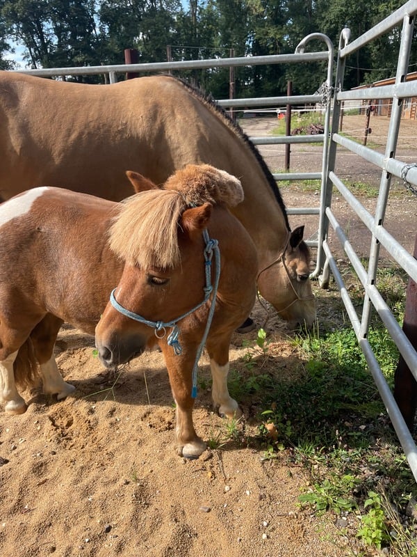 Benny Shetlandpony