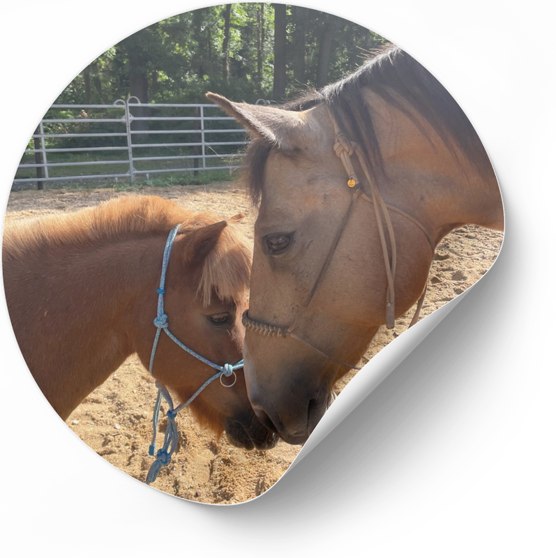 Tiergestützte Therapie